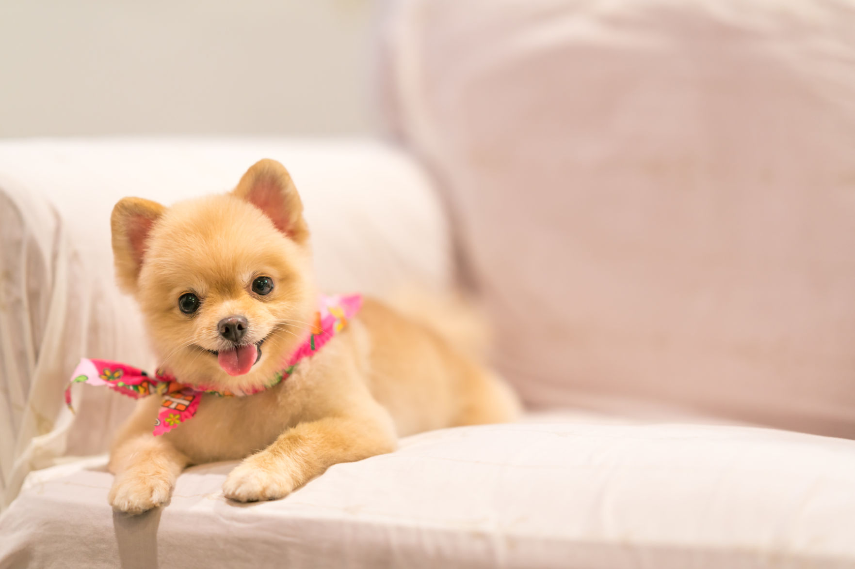 Pet grooming